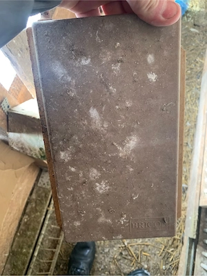 vand ceas porumbei  - imagine 2