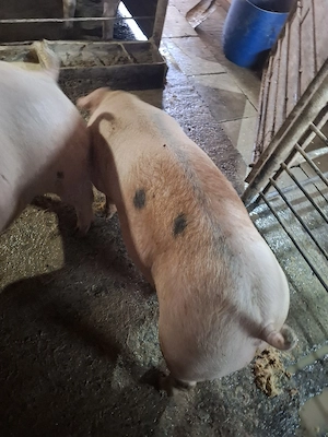 Porci de carne din gospodărie 100 Kg-150 Kg