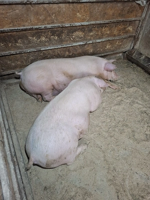 Vând porci de carne