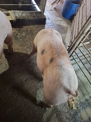 Vând pori 130-150 KG