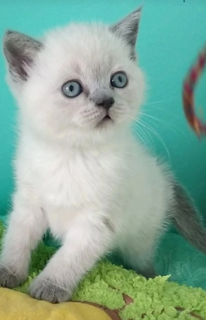 Ragdoll fetiță 1000 lei