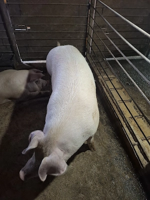 Porci 140-180KG - imagine 3
