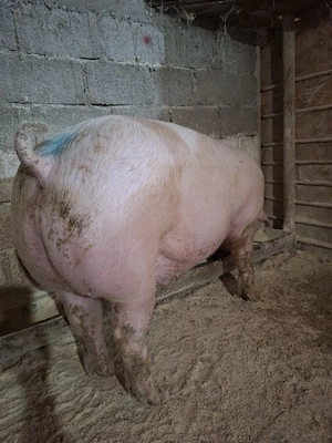 Vând porci de carne - imagine 2