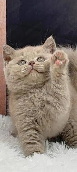 lila !!! asiguram transport 