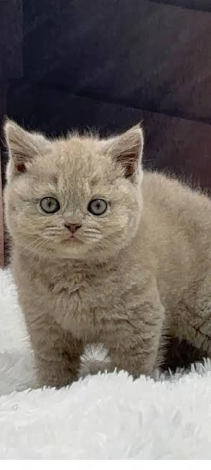 lila British Shorthair!!!