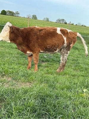 vand vaca gestanta  - imagine 2