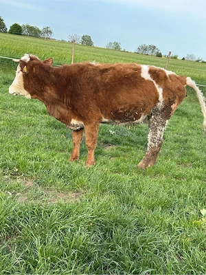 vand vaca gestanta  - imagine 4