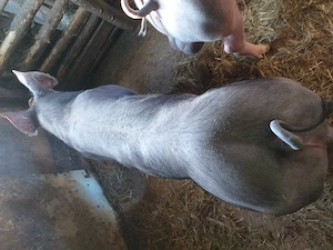 Vând purcei pietrean belgian 