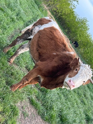 vand vaca gestanta  - imagine 5