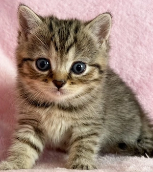 British shorthair băieței
