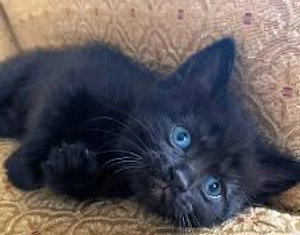 British shorthair băieței