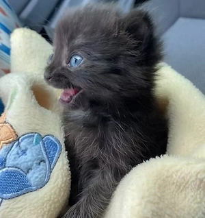 British shorthair băiețel black - imagine 2