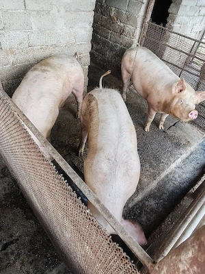 Vând porci.                             .