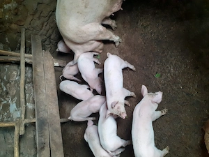 Purcei landras de 7saptamani 