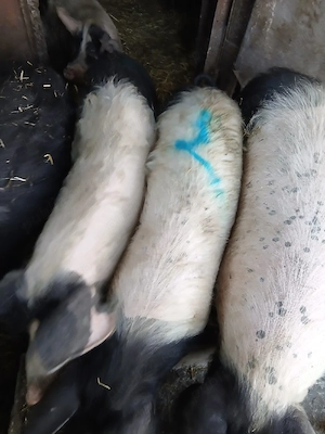 Vand purcei 50-60 kg