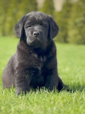 Labdrador Retriver 