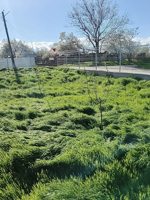 teren intravilan in țigănești, împrejmuit cu radier turnat, bolțari incluși bolțari de beton,  - imagine 6