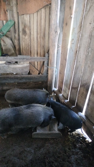 Vând sau schimb scroafa vietnamez și o purcea vietnamez 