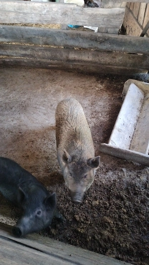 Vind sau schimb o scroafa vietnamez și două metis cu mistreț 