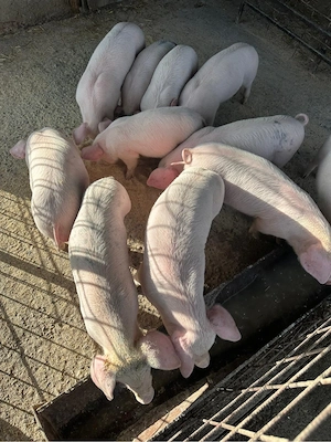 Purcei 6 saptamani - imagine 2