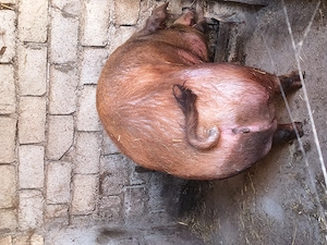 Scroafă Duroc doua fătări,350 kg-10 lei kg