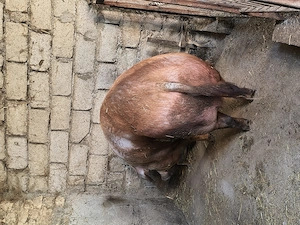 Scroafă Duroc doua fătări,350 kg - imagine 2