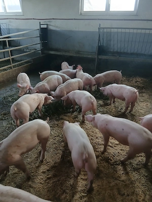 purcei si porci mari 