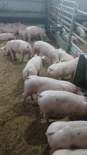 purcei si porci mari  - imagine 5