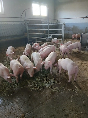 purcei si porci mari  - imagine 2