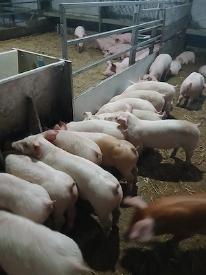 purcei si porci mari  - imagine 4