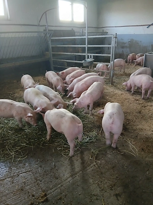 purcei si porci mari  - imagine 3