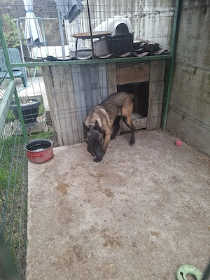 Ciobanesc belgian malinois cu Pedigree  - imagine 5