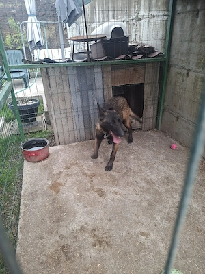 Ciobanesc belgian malinois cu Pedigree  - imagine 3