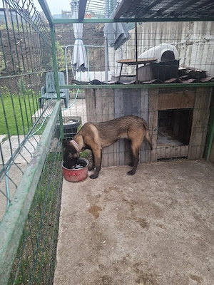 Ciobanesc belgian malinois cu Pedigree  - imagine 4