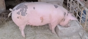 Porc (Purcea montata 90 kg de țară)
