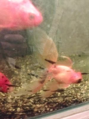 Pesti aurii de vânzare 