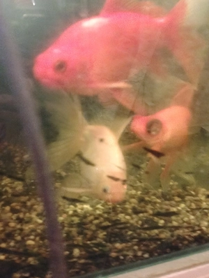 Pesti aurii de vânzare  - imagine 2