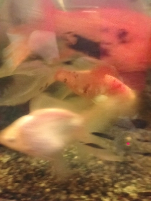 Pesti aurii de vânzare  - imagine 5