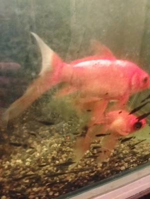 Pesti aurii de vânzare  - imagine 3