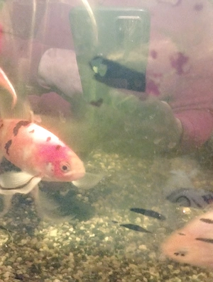 Pesti aurii de vânzare  - imagine 4