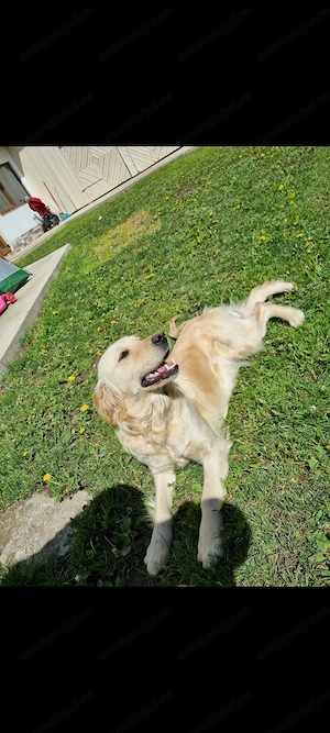 Vând golden retriever sau schimb cu iepuri