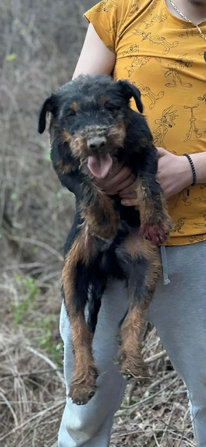 mascul jagdterrier - imagine 2