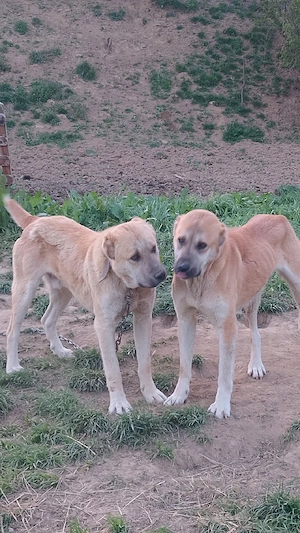 De vânzare femelă Kangal - imagine 3