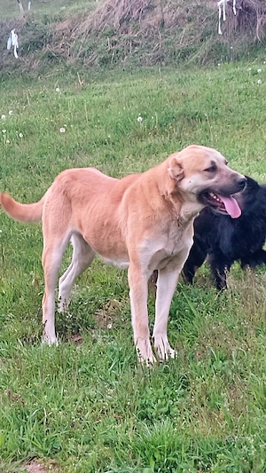 De vânzare femelă Kangal - imagine 4