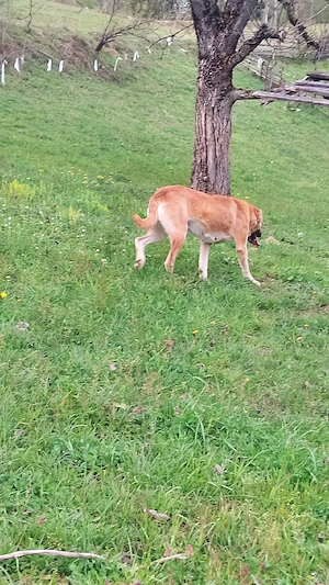 De vânzare femelă Kangal - imagine 5