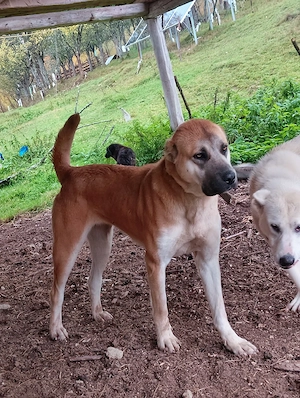 De vânzare femelă Kangal - imagine 2