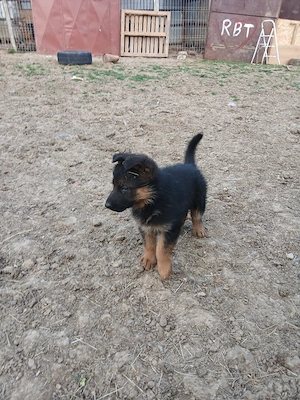 Femela ciobanesc german cu pedigree - imagine 4
