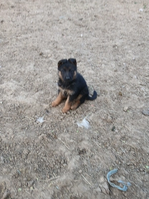 Femela ciobanesc german cu pedigree