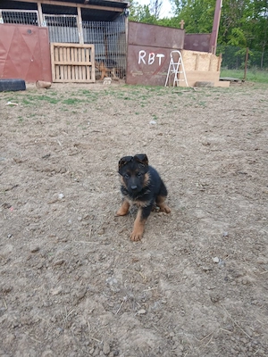 Femela ciobanesc german cu pedigree - imagine 3