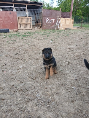 Femela ciobanesc german cu pedigree - imagine 2